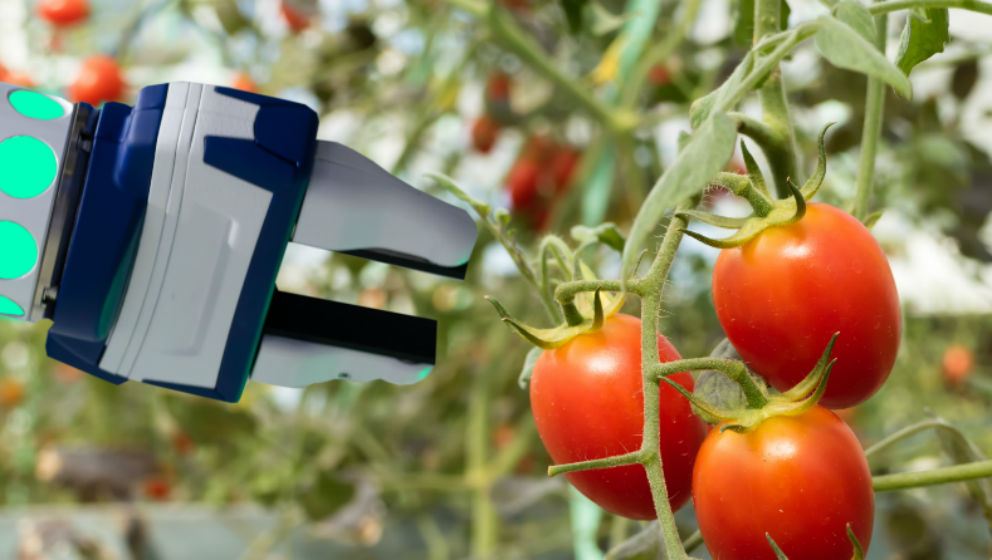 Genbacca: nuove varietà di vite e pomodoro da industria per filiere più sostenibili